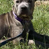 Entry image for SWEET PEA 