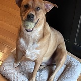 Entry image for Dobby