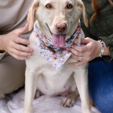 Entry image for Stella 