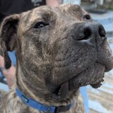 Entry image for Vader