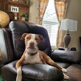 Entry image for GYPSY 