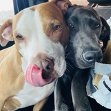 Entry image for Daisy and Rosie