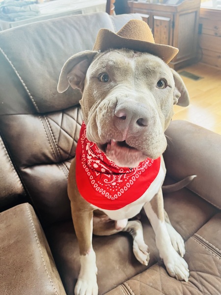 Entry image for Bodie. Clicking this image will show a larger photo