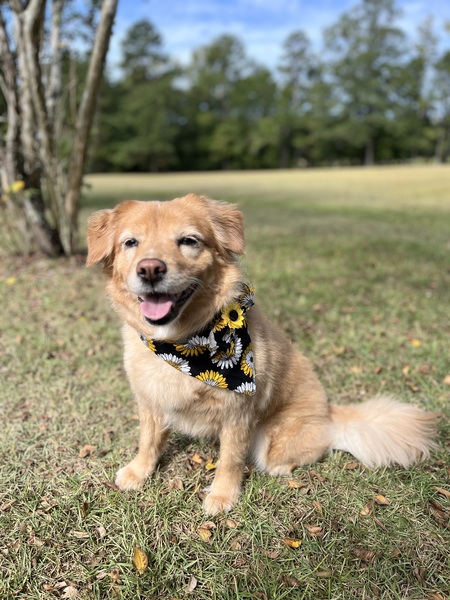 Entry image for Sadie. Clicking this image will show a larger photo