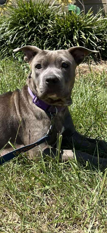 Entry image for SWEET PEA . Clicking this image will show a larger photo