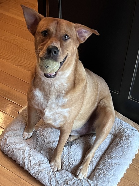 Entry image for Dobby. Clicking this image will show a larger photo