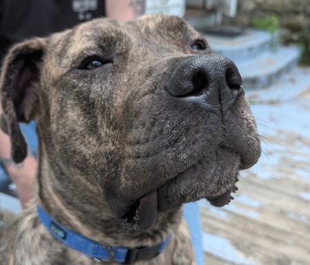 Entry image for Vader. Clicking this image will show a larger photo