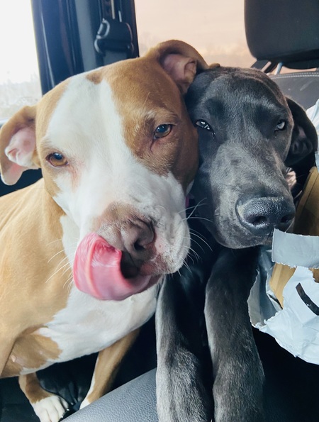 Entry image for Daisy and Rosie. Clicking this image will show a larger photo