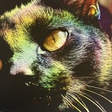 Entry image for Jenny Wind - Photography - Gaze