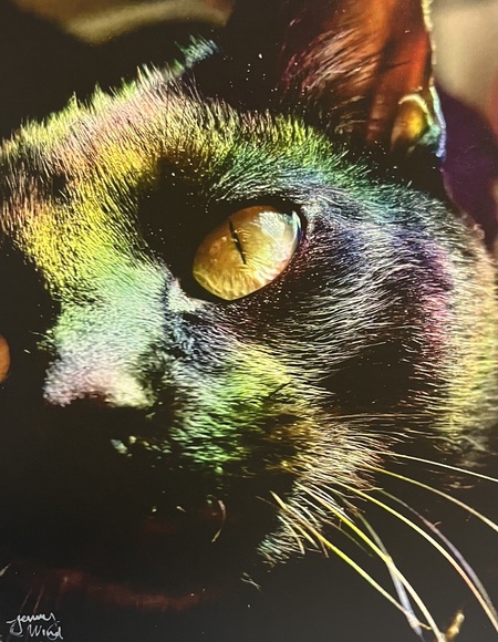 Entry image for Jenny Wind - Photography - Gaze. Clicking this image will show a larger photo