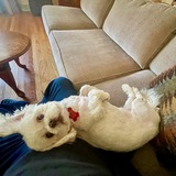 Entry image for Alfie