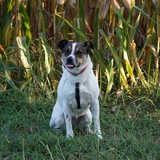Entry image for Maple Bacon 
