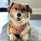 Entry image for Muffin
