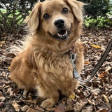 Entry image for Rosie