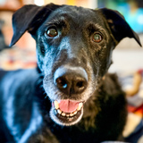 Entry image for Luna 