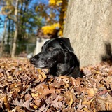 Entry image for Lola Jo