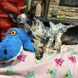 Entry image for Finch