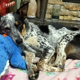 Entry image for Finch