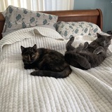 Entry image for Maggie and Teddy 