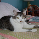 Entry image for Sweet Serena