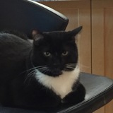 Entry image for Sparky