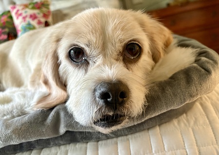Entry image for Reggie. Clicking this image will show a larger photo