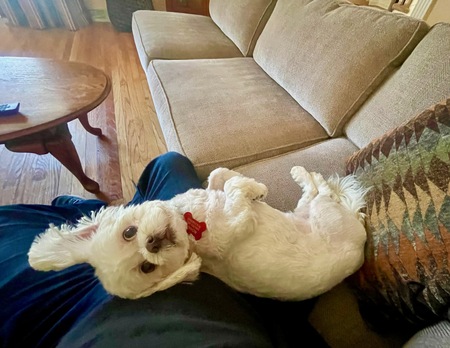 Entry image for Alfie. Clicking this image will show a larger photo