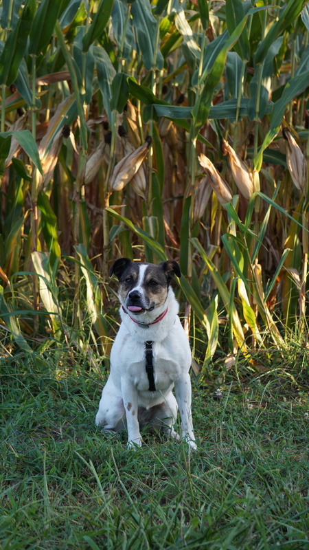 Entry image for Maple Bacon . Clicking this image will show a larger photo