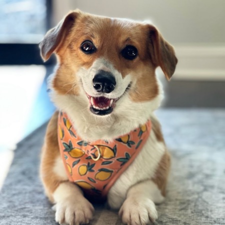 Entry image for Muffin. Clicking this image will show a larger photo