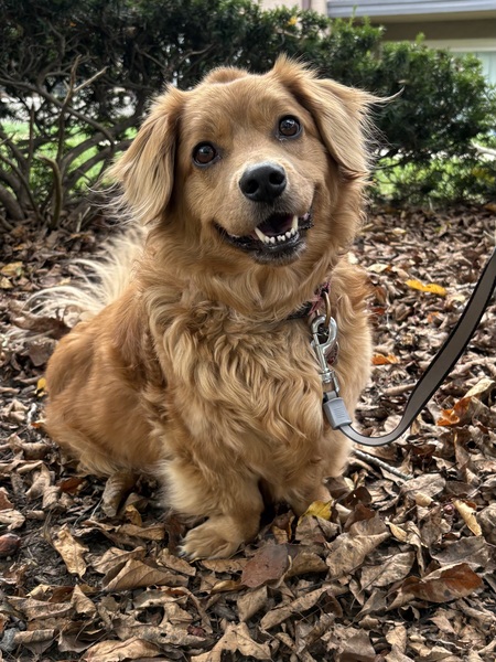 Entry image for Rosie. Clicking this image will show a larger photo