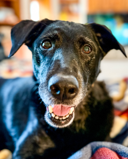 Entry image for Luna . Clicking this image will show a larger photo