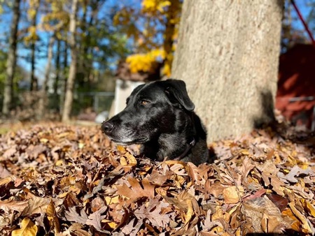 Entry image for Lola Jo. Clicking this image will show a larger photo