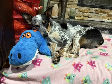 Entry image for Finch. Clicking this image will show a larger photo