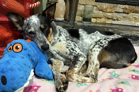 Entry image for Finch. Clicking this image will show a larger photo