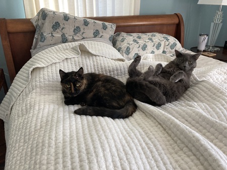 Entry image for Maggie and Teddy . Clicking this image will show a larger photo