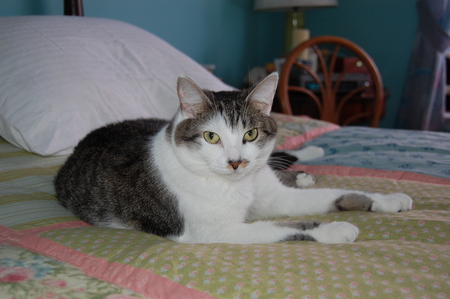 Entry image for Sweet Serena. Clicking this image will show a larger photo