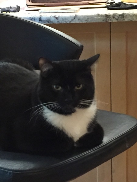 Entry image for Sparky. Clicking this image will show a larger photo