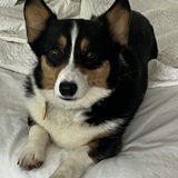 Entry image for Callie