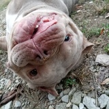 Entry image for Guppy 