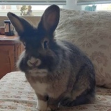 Entry image for Burt