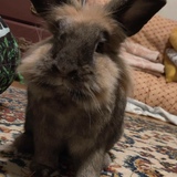 Entry image for Nezzy