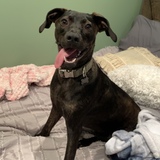 Entry image for Draco