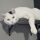 Entry image for Castiel