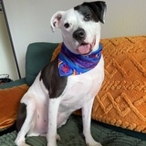 Entry image for Russell