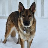 Entry image for Elsa