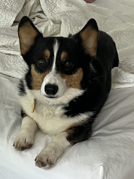 Entry image for Callie. Clicking this image will show a larger photo