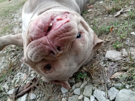 Entry image for Guppy . Clicking this image will show a larger photo