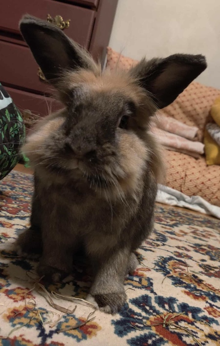 Entry image for Nezzy. Clicking this image will show a larger photo