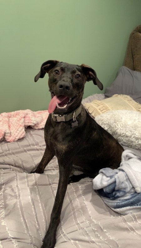 Entry image for Draco. Clicking this image will show a larger photo