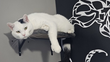 Entry image for Castiel. Clicking this image will show a larger photo